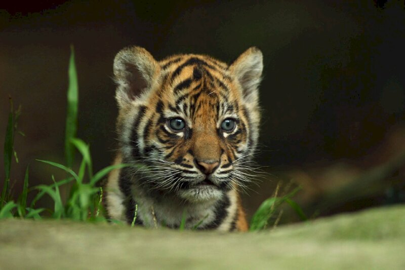 Hình ảnh con hổ dễ thương 1