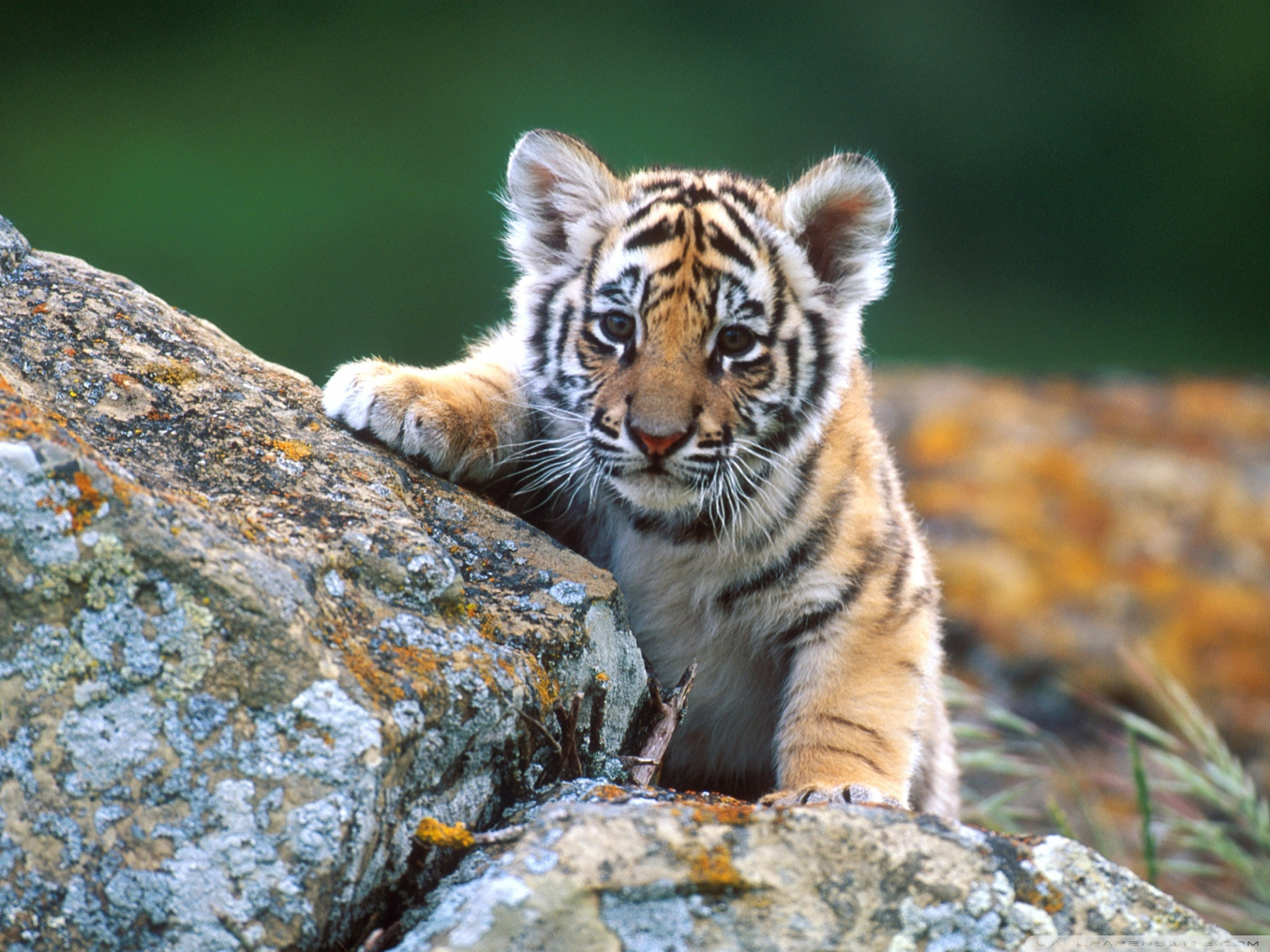 Hình ảnh con hổ nhỏ 2