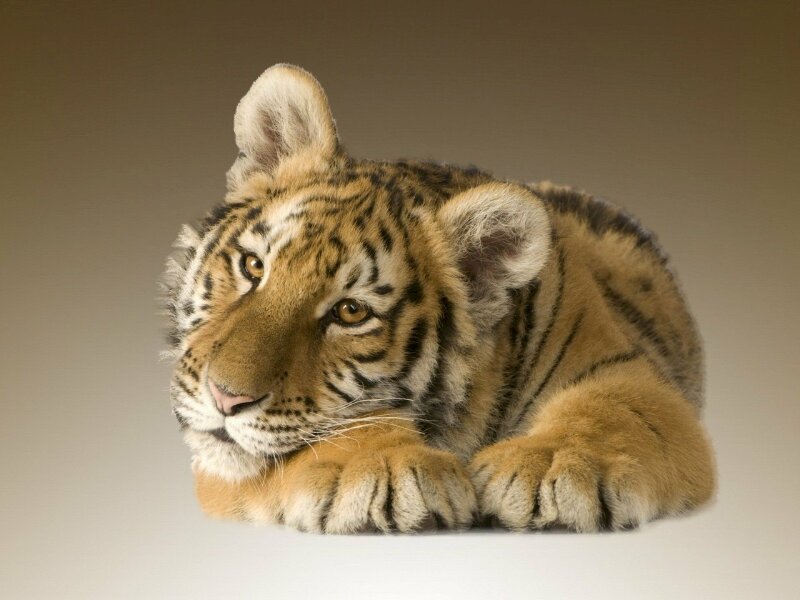 Hình ảnh con hổ dễ thương 7