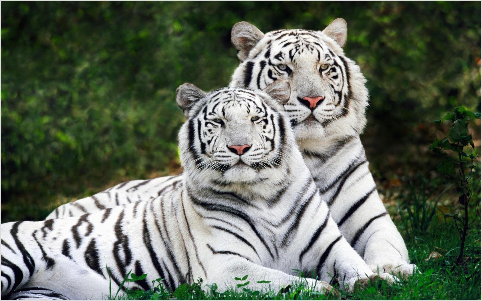 Hình ảnh con hổ trắng 1
