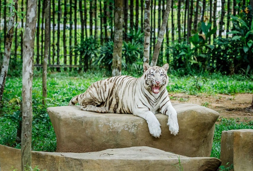 Hình ảnh con hổ trắng 2