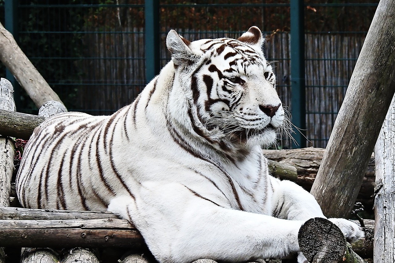 Hình ảnh con hổ trắng 3