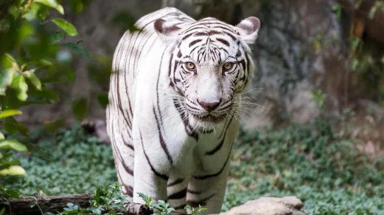 Hình ảnh con hổ trắng 4