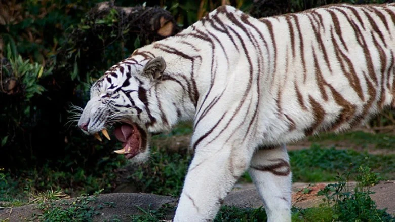 Hình ảnh con hổ trắng 5