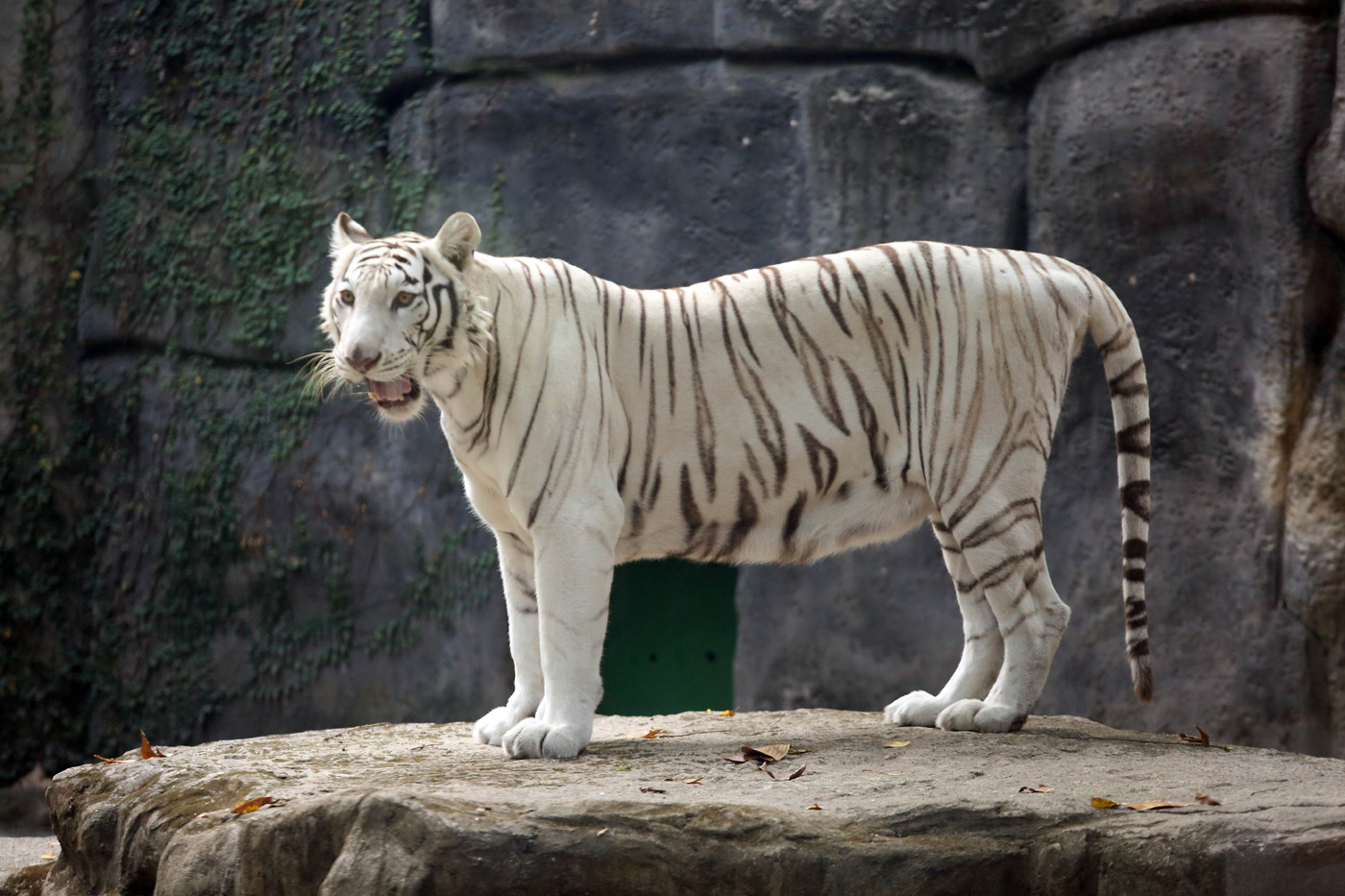 Hình ảnh con hổ trắng 6