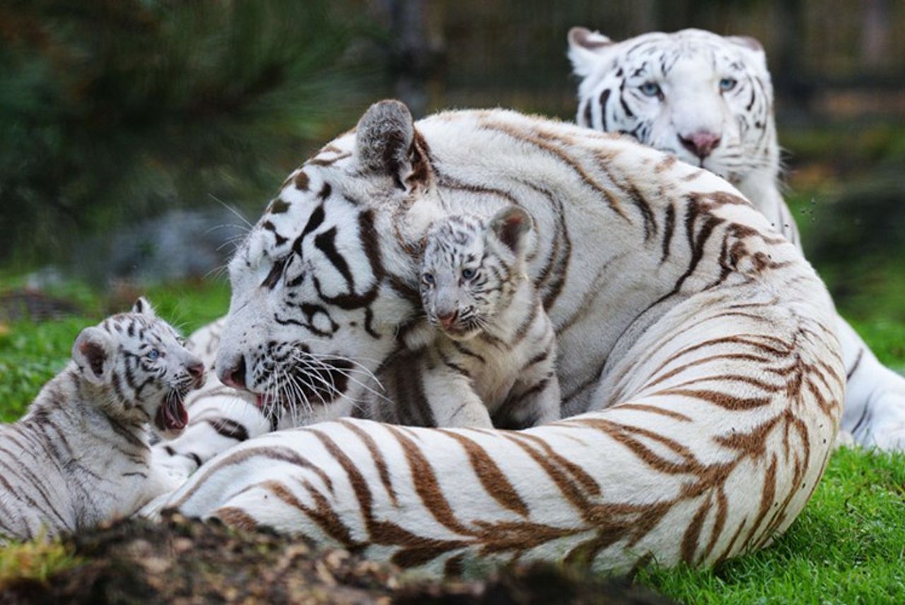Hình ảnh con hổ trắng 7