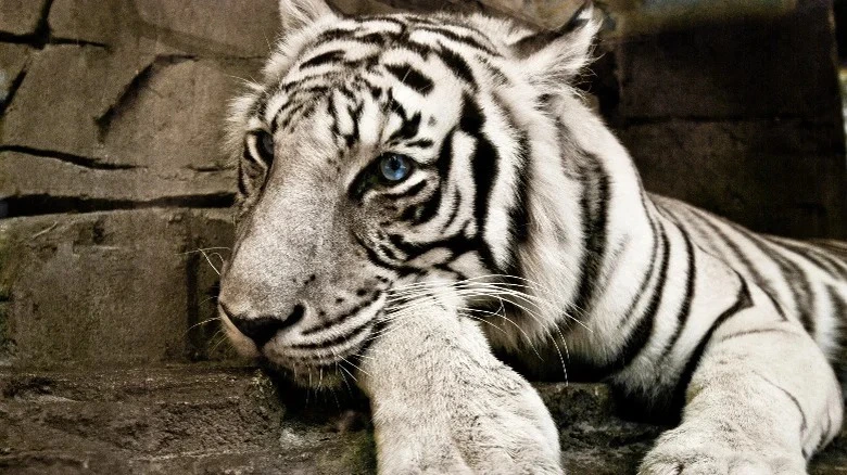 Hình ảnh con hổ trắng 8