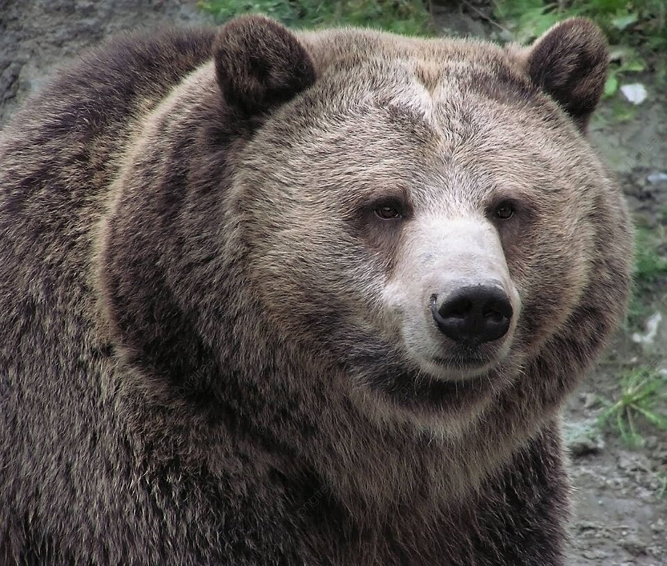 Hình ảnh con gấu ngoài tự nhiên 9