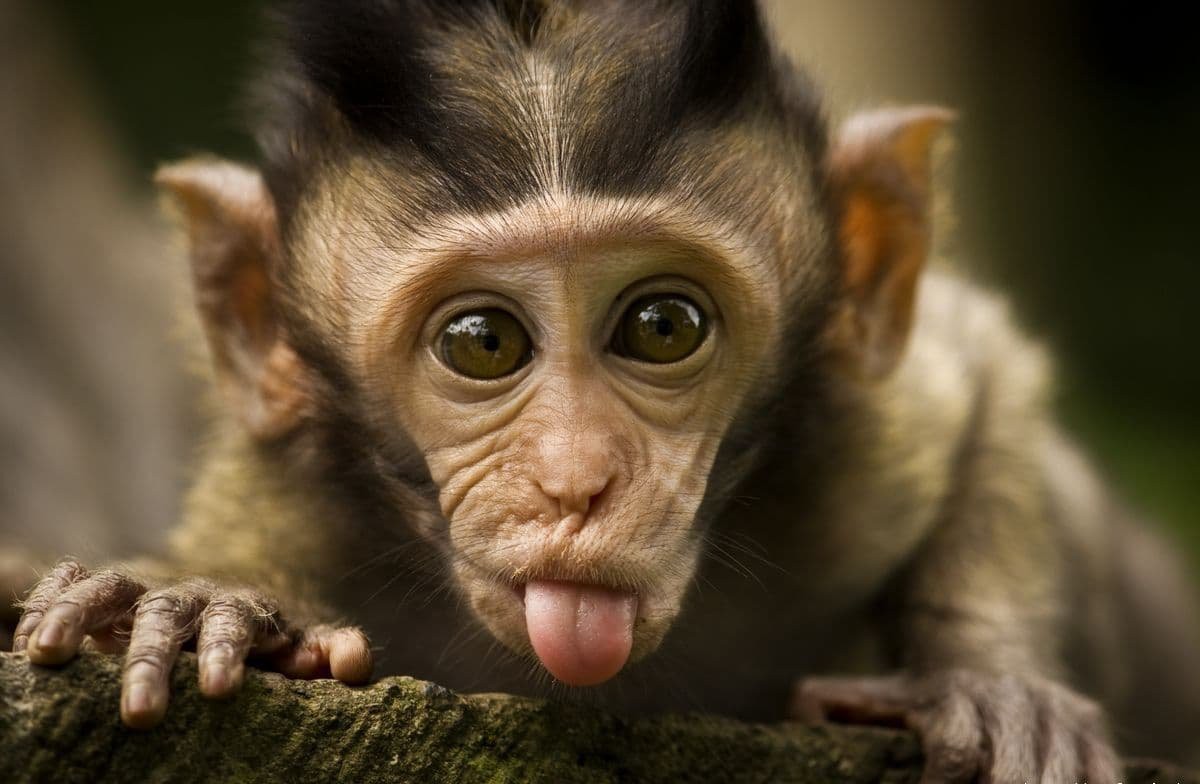 Hình ảnh con khỉ đáng yêu 3