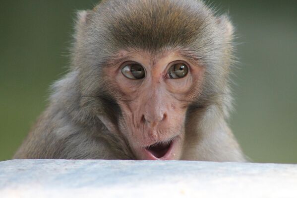 Hình ảnh con khỉ đáng yêu 6