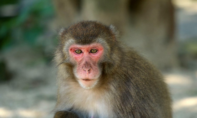 Hình ảnh con khỉ cô đơn 5