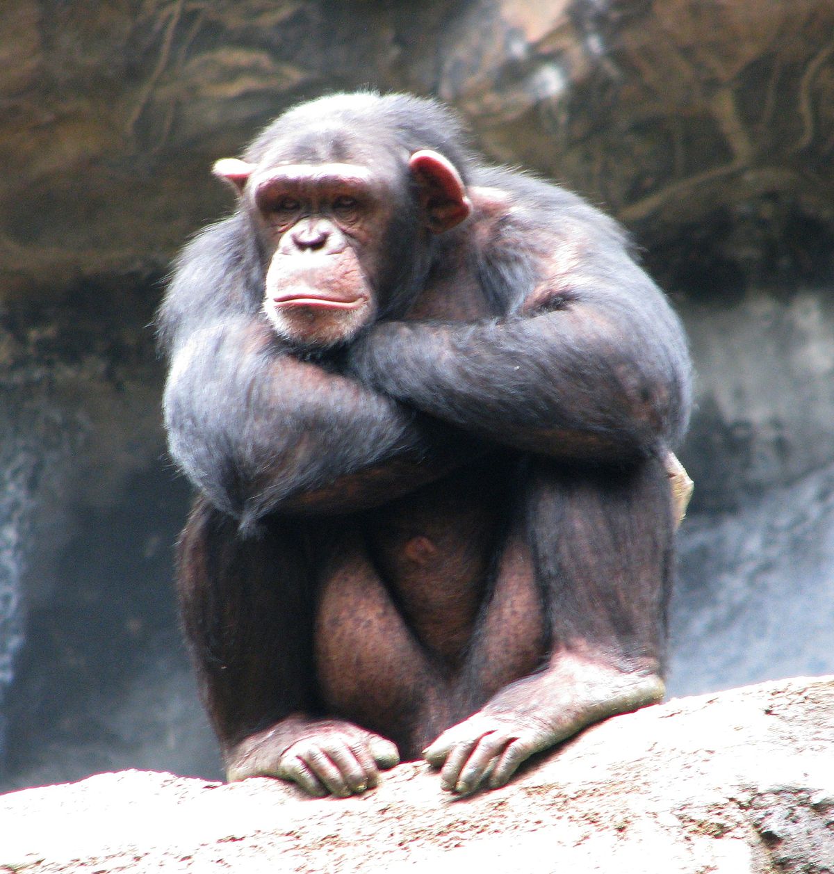 Hình ảnh con khỉ cô đơn 6