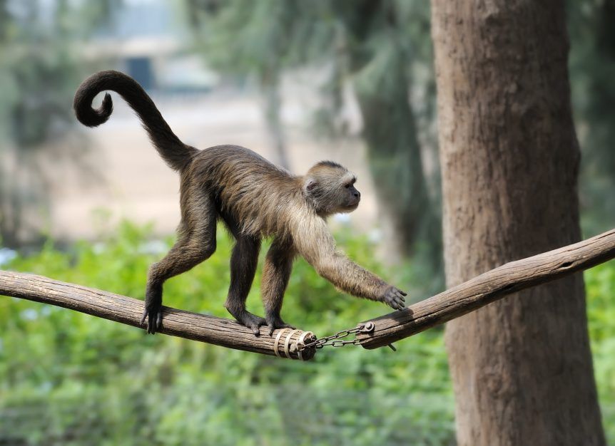 Hình ảnh con khỉ tinh nghịch 2