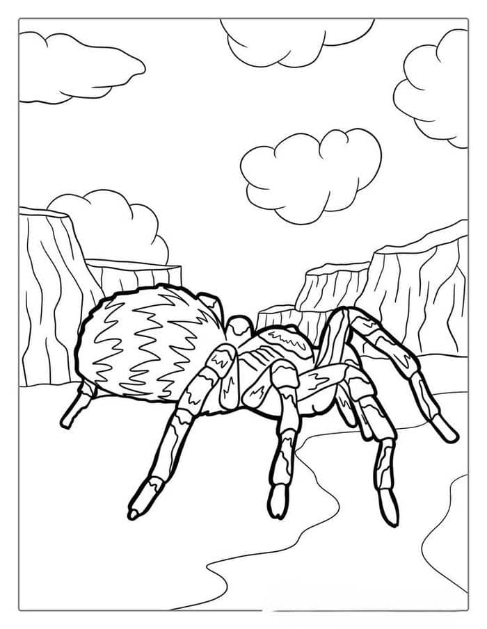 Ảnh con nhện tranh tô màu cho bé