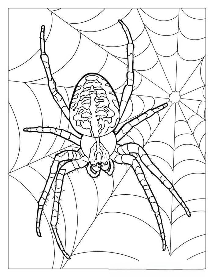 Ảnh tranh tô màu hình con nhện