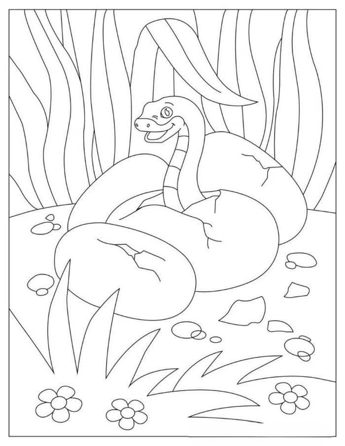 Ảnh tranh tô màu hình rắn con