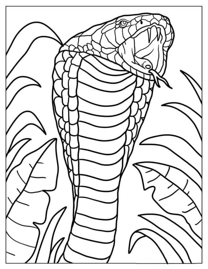 Ảnh tranh tô màu rắn hổ mang đơn giản cho bé