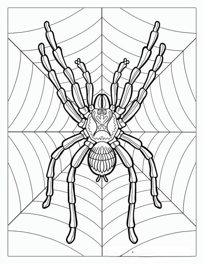Hình con nhện tranh tô màu cho bé