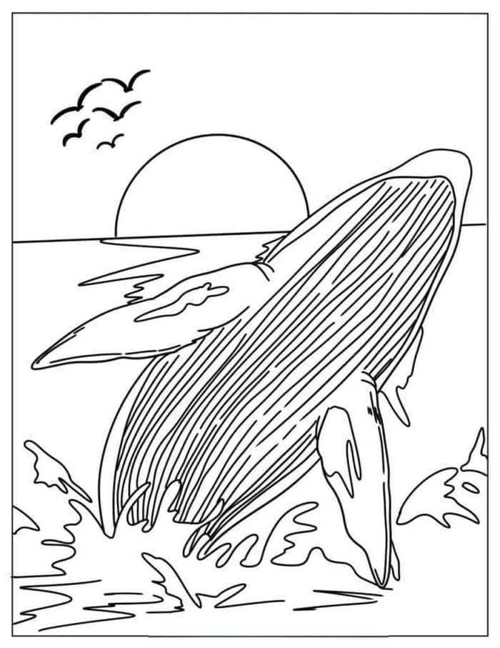 Hình tô màu cá voi xanh