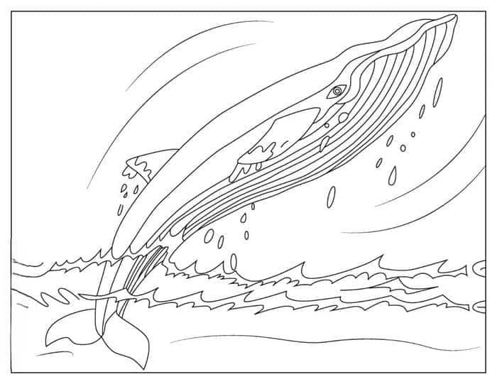 tranh tô màu cá voi xanh cho bé