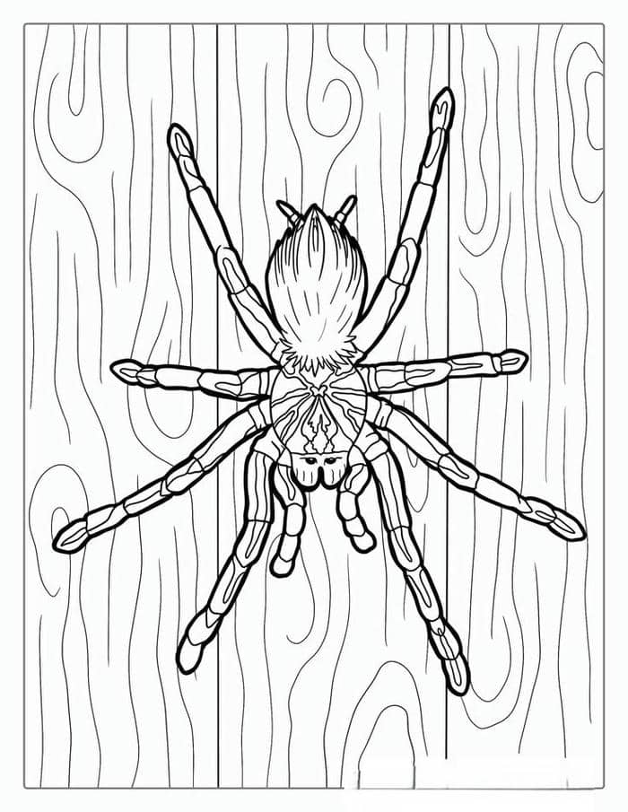 Tranh tô màu con nhện