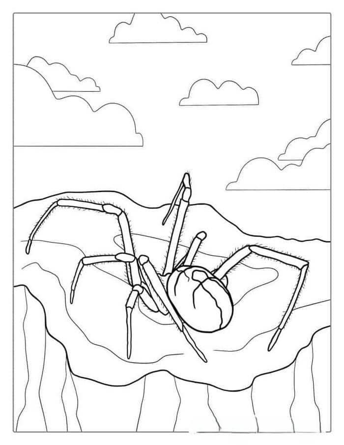 Tranh tô màu đơn giản hình con nhện cho bé