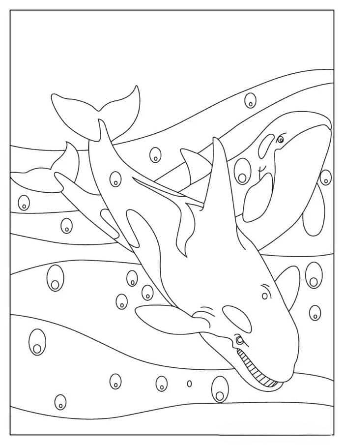 Tranh tô màu hình cá voi sát thủ