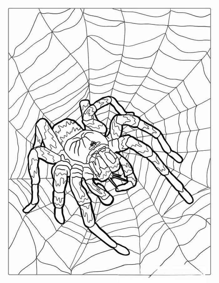 Tranh tô màu hình con nhện cho bé