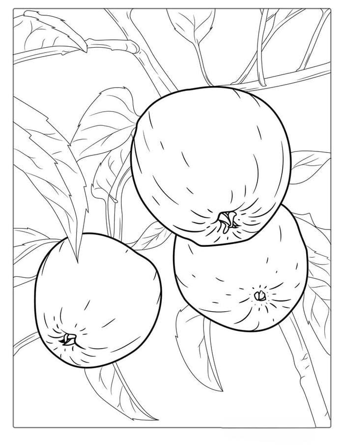 Tranh tô màu hình quả táo