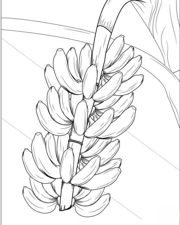 Tranh tô màu quả chuối cho bé