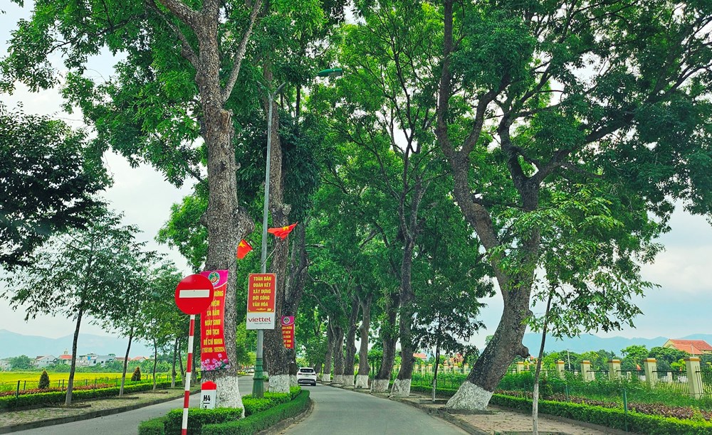 anh cay coi thien nhien 16 ảnh cây cối thiên nhiên 16