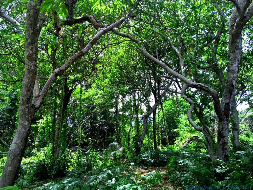 anh cay coi thien nhien 22 ảnh cây cối thiên nhiên 22