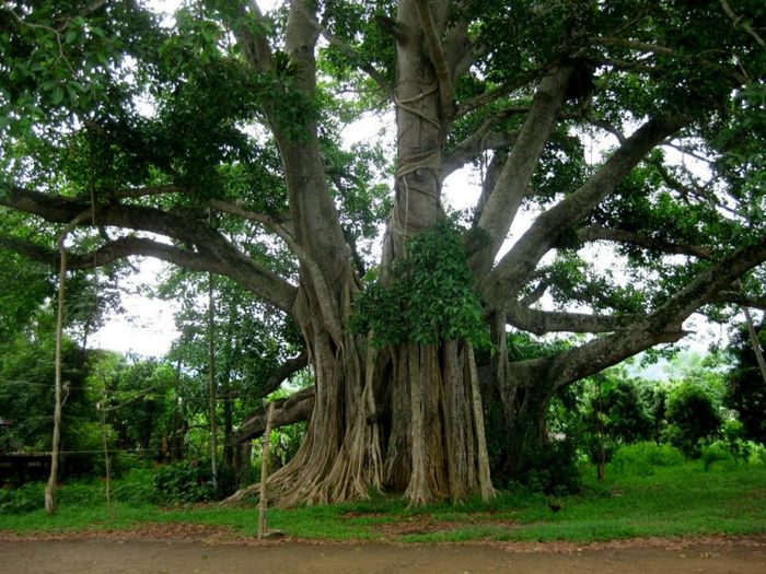 anh cay coi thien nhien 30 ảnh cây cối thiên nhiên 30