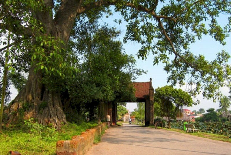 anh cay coi thien nhien 34 ảnh cây cối thiên nhiên 34