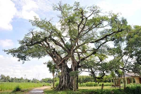 anh cay coi thien nhien 35 ảnh cây cối thiên nhiên 35