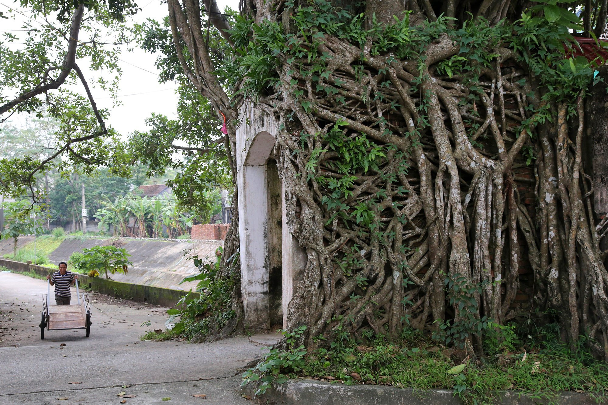 anh cay coi thien nhien 36 ảnh cây cối thiên nhiên 36