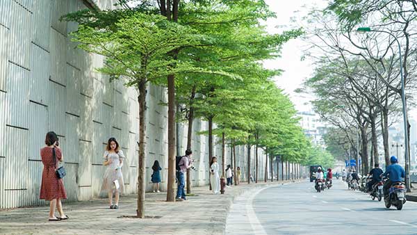 anh cay coi thien nhien 6 ảnh cây cối thiên nhiên 6