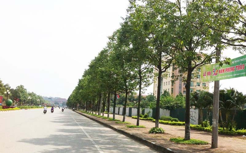 anh cay coi thien nhien 7 ảnh cây cối thiên nhiên 7