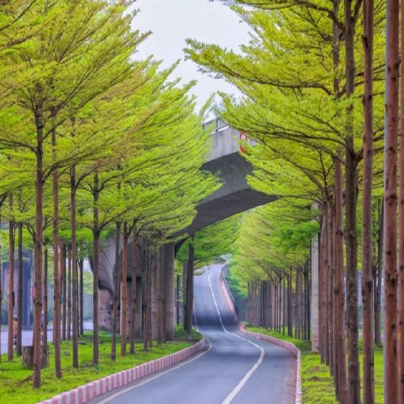 anh cay coi thien nhien 8 ảnh cây cối thiên nhiên 8