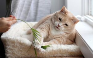 Ảnh động vật đẹp 6