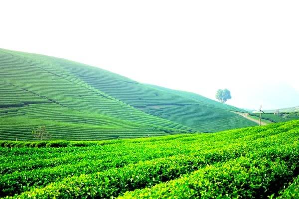 anh thien nhien chill 16 ảnh thiên nhiên chill 16