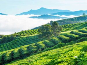 ảnh thiên nhiên chill 20