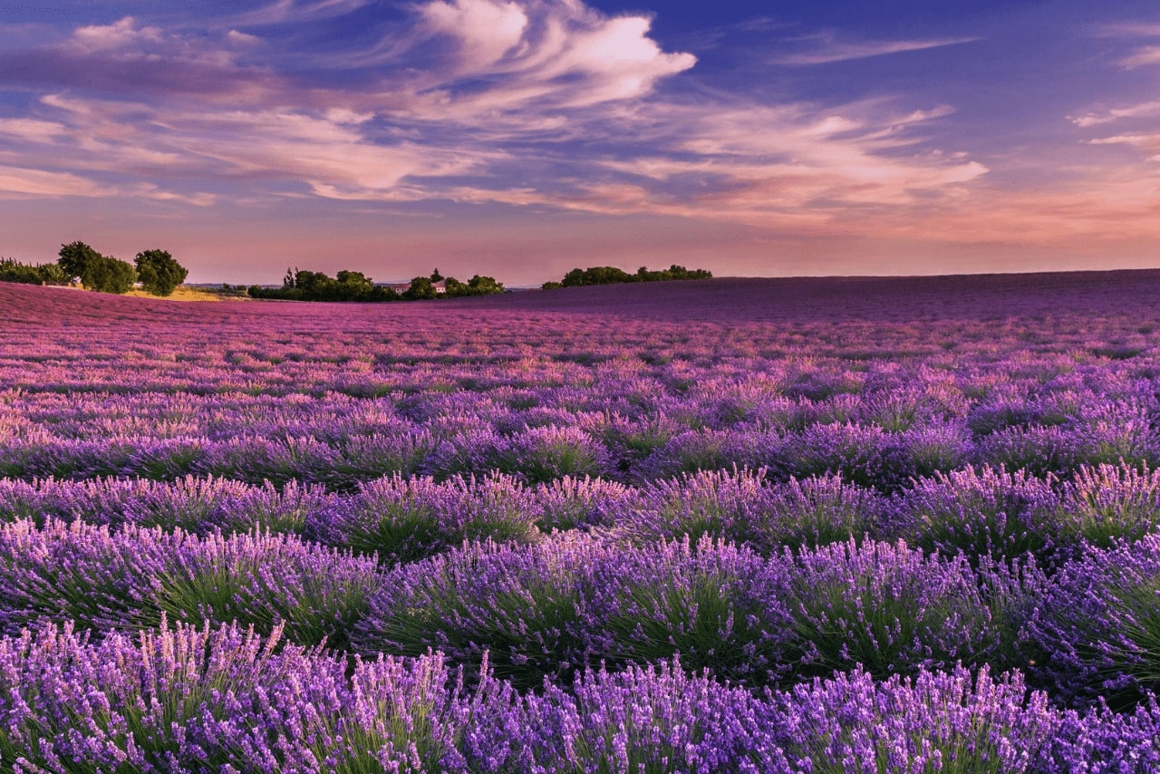 anh thien nhien lang man 13