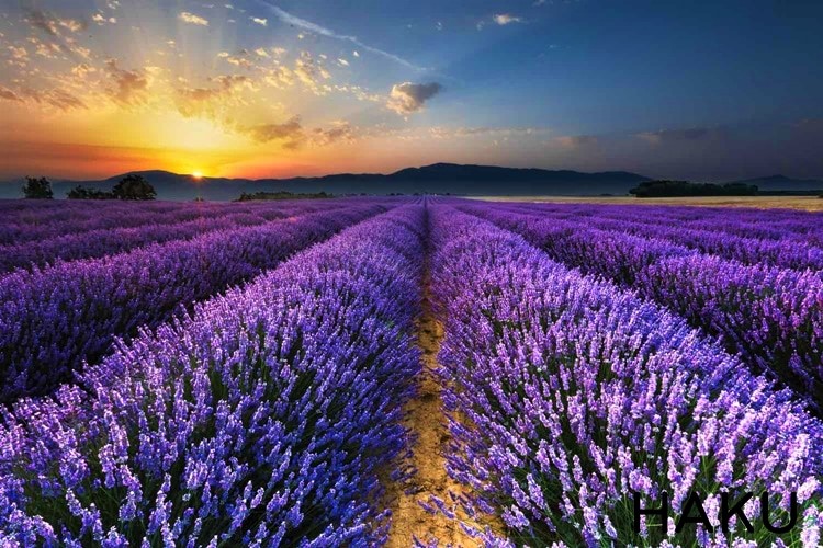 hình ảnh thiên nhiên lãng mạn 9