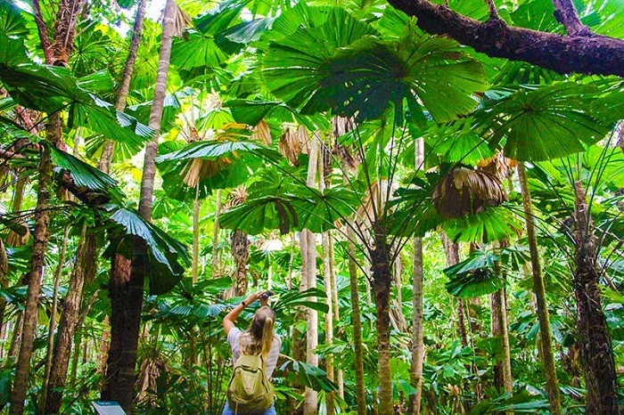 anh thien nhien rung hoang da 14 ảnh thiên nhiên rừng hoang dã 14