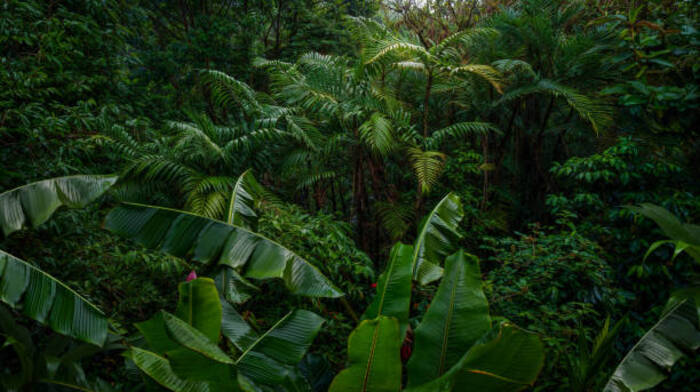 Tropical rain forest with big trees ảnh thiên nhiên rừng hoang dã