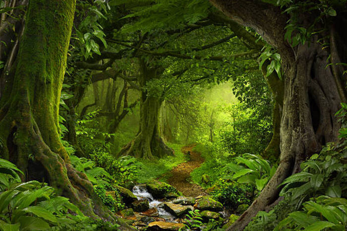 Deep tropical jungles of Southeast Asia in august ảnh thiên nhiên rừng hoang dã