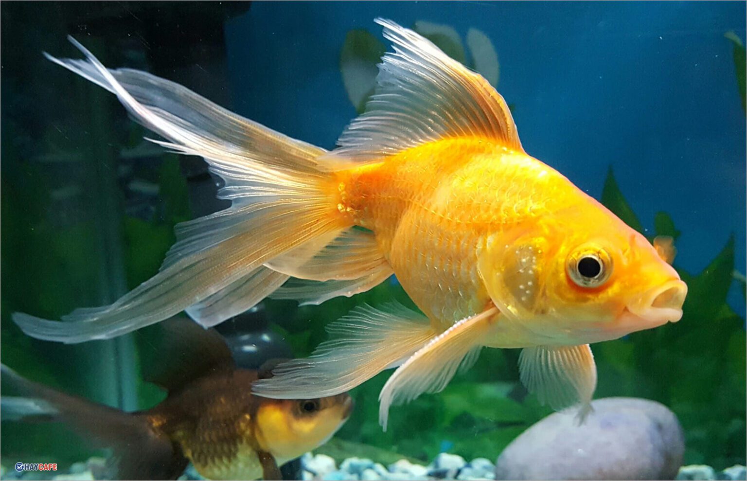 300+ hình ảnh con cá đẹp, sống động, dễ thương nhất - topanh.com