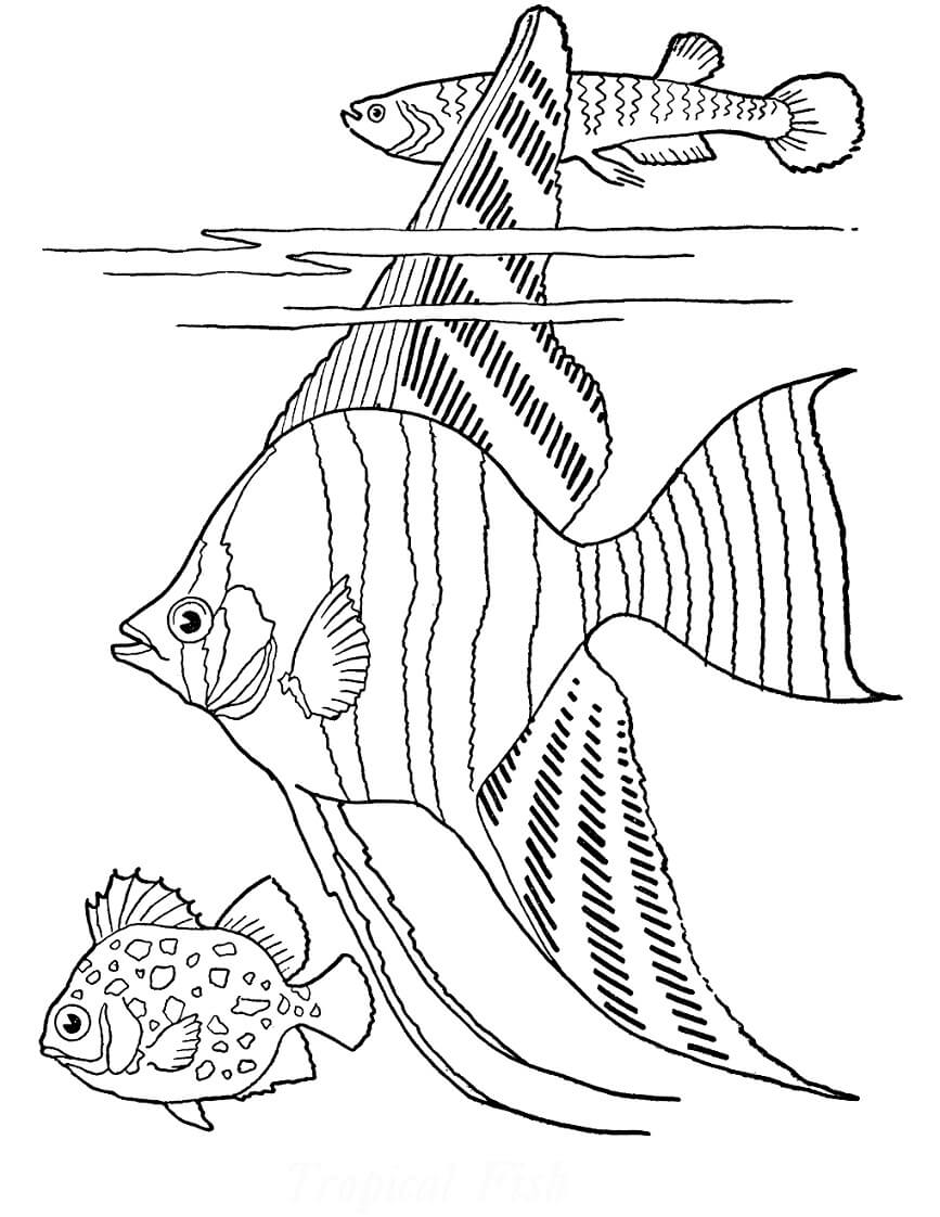 hinh anh con ca 38 hình ảnh con cá 38