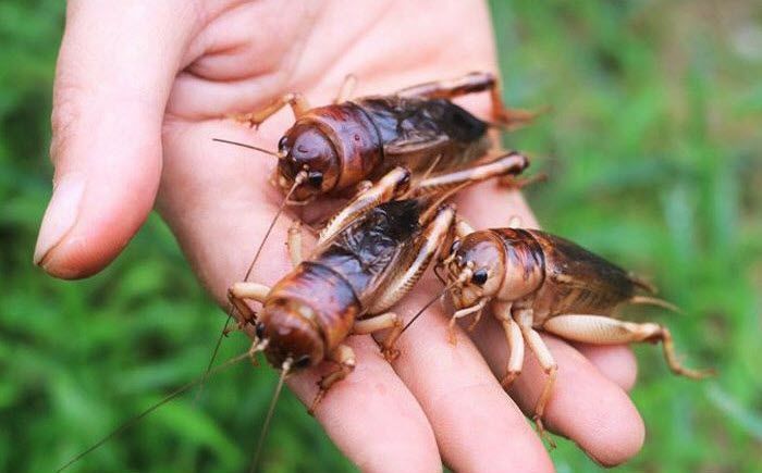 hinh anh con de men 6 hình ảnh con dế mèn 6